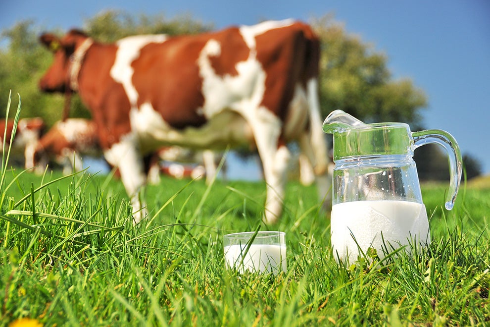 Cow-and-milk Cow-and-milk