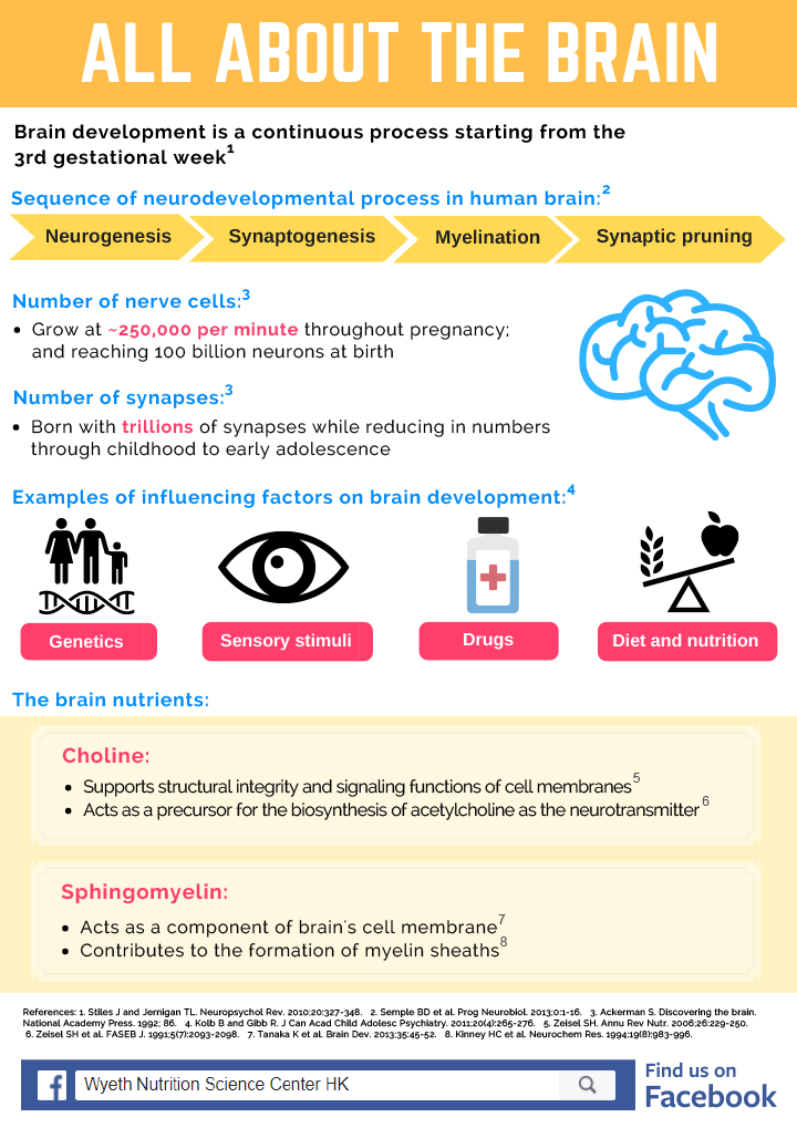 Infographic-All-About-The-Brain