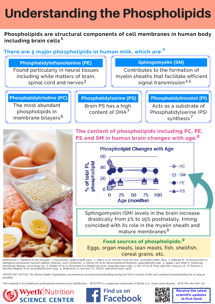Infographic-Phospholipids