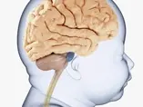 Regional infant brain development: an MRI-based morphometric analysis in 3 to 13 month olds Regional infant brain development: an MRI-based morphometric analysis in 3 to 13 month olds