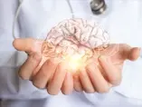 The basics of brain development The basics of brain development