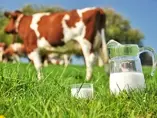 Cow-and-milk Cow-and-milk