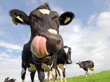 Cow