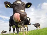 Bovine milk oligosaccharides in infant formula improves stooling pattern and sleeping episodes