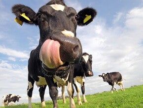 Bovine milk oligosaccharides in infant formula improves stooling pattern and sleeping episodes