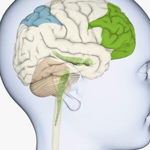 [Literature Library] Cesarean delivery and infant brain development