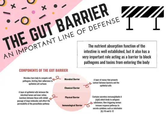 Infographic – The Gut Barrier: An important line of defense