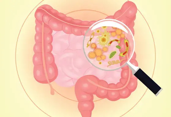 Emerging research on the gut microbiome and bone health