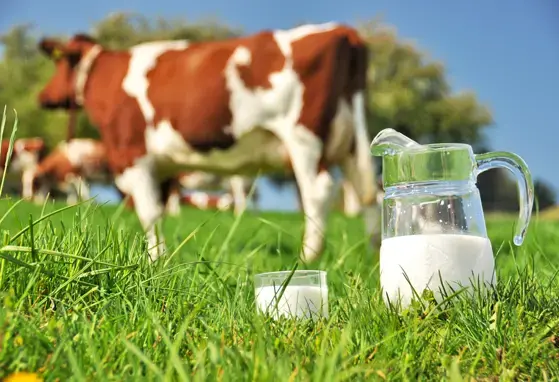 [Literature Library] The Synergy between Lactose and Bovine Milk Oligosaccharides (BMOs)