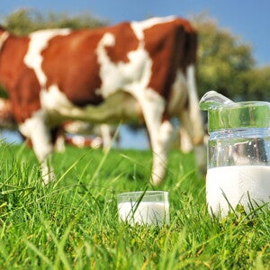 [Literature Library] The Synergy between Lactose and Bovine Milk Oligosaccharides (BMOs)