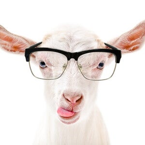 [Literature Library] Coagulation traits of sheep and goat milk