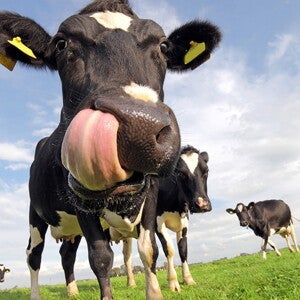 Bovine milk oligosaccharides in infant formula improves stooling pattern and sleeping episodes