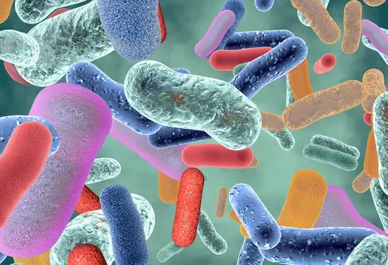 Gut-bacteria