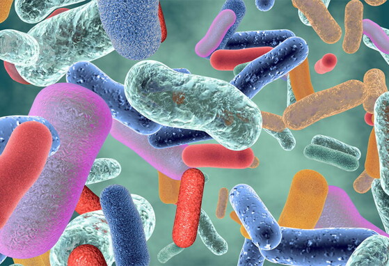 gut-bacteria