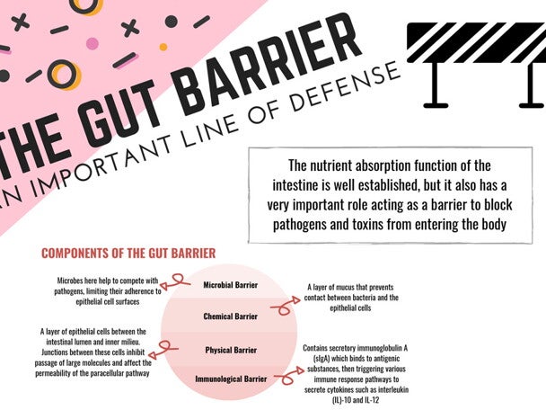 Infographic – The Gut Barrier: An important line of defense