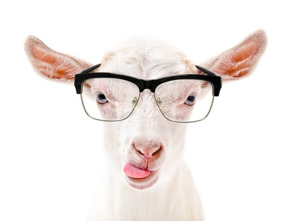 [Literature Library] Coagulation traits of sheep and goat milk