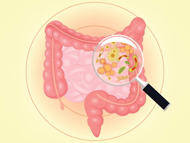 Early life presence of 6’SL alters microbiota, early life brain gene expression and long-term potentiation