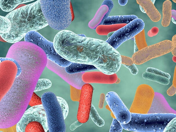 Gut-bacteria