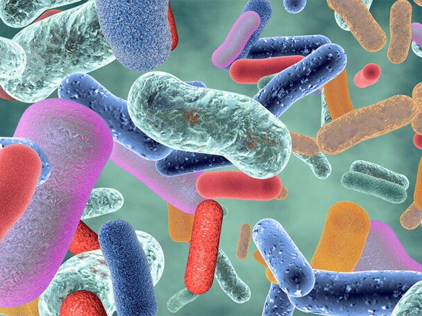 gut-bacteria