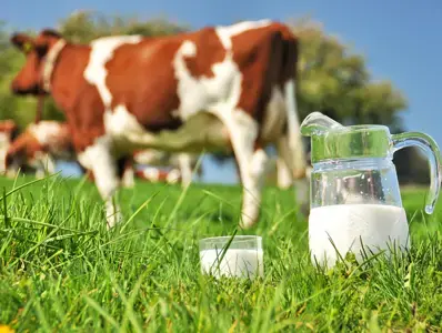 [Literature Library] The Synergy between Lactose and Bovine Milk Oligosaccharides (BMOs)