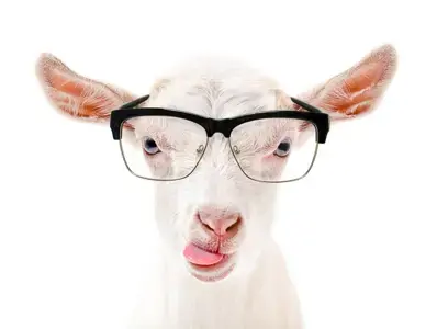 [Literature Library] Coagulation traits of sheep and goat milk